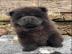 S��e Chow Chow Welpen whatsapp nummer +4