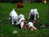 Englische Bulldogge Welpen, mit Papieren