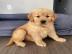 HOCHWERTIGE GOLDEN RETRIEVER WELPEN