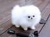 Super knuddelige Zwergspitz / Pomeranian