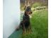 Sch�ne reinrassige Dobermannwelpen mit P