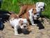 Continental Englische-Bulldog Welpen