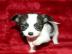 Mini Chihuahua Welpen (weiblich) &(m�nnl