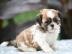 M�nnliche und weibliche Shih Tzu Welpen