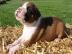 Boxer Welpen Wundersch�nen Boxer Welpen