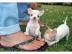 Chihuahua Welpen Langhaar reinrassig wha