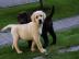 Weibliche und m�nnliche Labrador Retriev