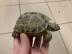 Abgabeliste Schildkr?ten / List Turtles