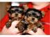 KOSTENLOS Mini Yorkie welpen f?r dich