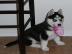 siberian Husky Welpen reinrassige