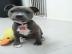 American Pitbull Welpen ab sofort verf�g