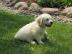 M?nnliche und weibliche Golden Retriever