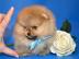 Zwergspitz /Pomeranian mit Stammbaum