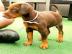 Typvolle Dobermannwelpen mit Ahnenpass W
