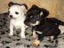 Mini-Chihuahua-Welpen (Langhaar und.  Kur