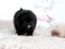 Reinrassiger Pomeranian - Zwergspitzr�de