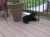 Rottweilerwelpen