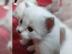 Sie sind da, s��e wundersch�ne Ragdoll-K