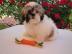 Shih tsu puppy voor adoptie