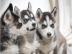 3 Wundersch�ne Siberian Husky welpen