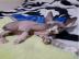 Wundersch�ne Sphynx-K�tzchen, Tica regis