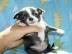 Typvolle Chihuahuawelpe LH und KH