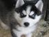Lieferung fertig! Husky Welpe mit Papier