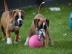 Boxer Welpen (M�dchen und Rude) mit Papi
