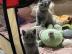 s??e BKH Reinrassige Kitten