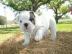Englische Bulldogge welpen suchen ein ne