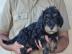 Mini Schnoodle welpen