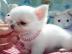 Superkleine Mini Chihuahua Welpen mit pa