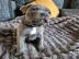 American Staffordshire Terrier Welpen Wh