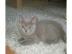 BKH Kitten suchen liebes Zuhause