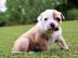 english bulldog puppy