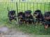 Kr�ftige Rottweiler Welpen abzugeben