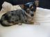 Super niedliche Chihuahua Welpen in sch�