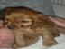 Verkaufe einen Cocker Spanielwelpen (Wei