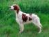 Irish Red and White Setter Welpen