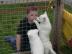 Reinrassige Siberian Husky Welpen zur Ve