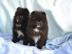 Pomeranian welpen++