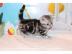 Wundersch�ne BKH Kitten mit Stammbaum