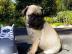 Bildh�bsche Mops Welpen
