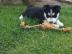 Wir haben 6 Siberian Husky Welpen zu ver