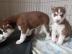 Entz�ckende Siberian Husky Welpen Zum Ve