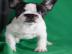 Franz�sisch Bulldog zu verkaufen,