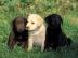 Labrador - Retriever Welpen