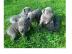 American Blue-Line Pit Bull Terrier Welp