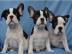 Franz�sische Bulldogge Welpen whatsapp n