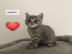 BKH Kitten Reinrassig